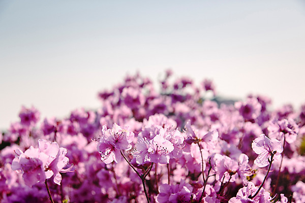 포토 JPG 주간 식물 계절 꽃 컬러 산 풍경 사람없음 야외 봄 자주색 진달래 고려산 국내포토 자연요소 인천 파일형식