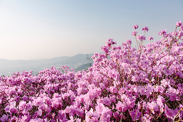 포토 JPG 주간 식물 계절 꽃 컬러 산 풍경 사람없음 야외 봄 자주색 진달래 고려산 국내포토 자연요소 인천 파일형식