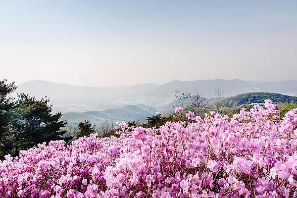 포토 JPG 주간 식물 계절 꽃 컬러 배경화면 산 풍경 사람없음 야외 봄 자주색 진달래 고려산 국내포토 자연요소 인천 파일형식