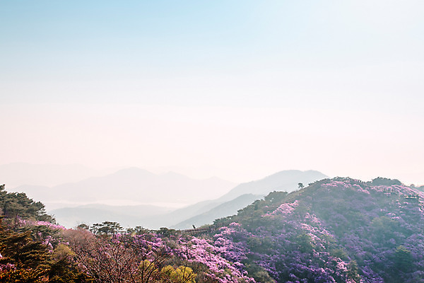 포토 JPG 주간 나무 식물 계절 꽃 컬러 산 풍경 사람없음 야외 봄 자주색 진달래 고려산 국내포토 자연요소 인천 파일형식