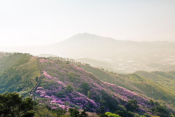 포토 JPG 주간 식물 계절 꽃 컬러 산 풍경 사람없음 야외 봄 자주색 진달래 고려산 국내포토 자연요소 인천 파일형식