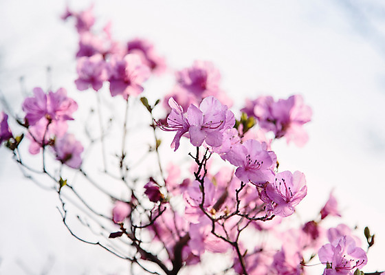 포토 JPG 주간 식물 계절 꽃 컬러 산 풍경 사람없음 야외 봄 자주색 진달래 고려산 국내포토 자연요소 인천 파일형식