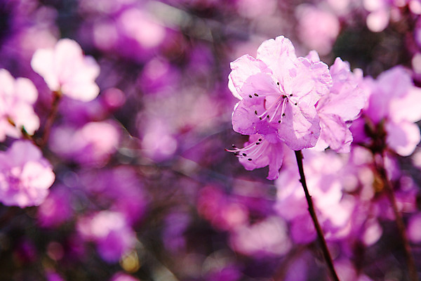 포토 JPG 주간 식물 계절 꽃 컬러 산 풍경 사람없음 야외 봄 자주색 진달래 고려산 국내포토 자연요소 인천 파일형식