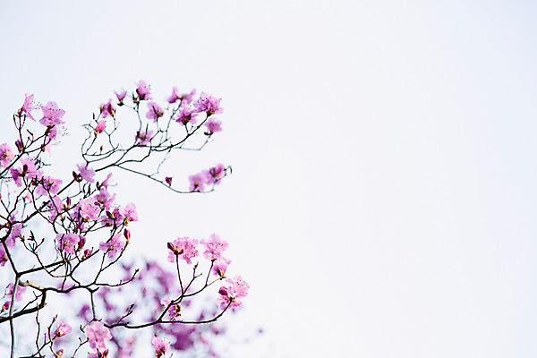 포토 JPG 주간 식물 계절 꽃 컬러 하늘 풍경 사람없음 야외 봄 자주색 진달래 고려산 국내포토 자연요소 산 인천 파일형식