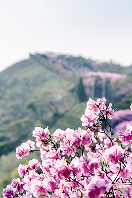 포토 JPG 주간 식물 계절 꽃 컬러 산 풍경 사람없음 야외 봄 자주색 진달래 고려산 국내포토 자연요소 인천 파일형식