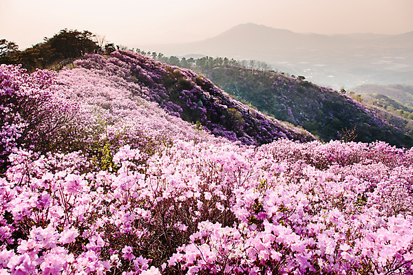 포토 JPG 주간 나무 식물 계절 꽃 컬러 산 풍경 사람없음 야외 봄 자주색 진달래 고려산 국내포토 자연요소 인천 파일형식
