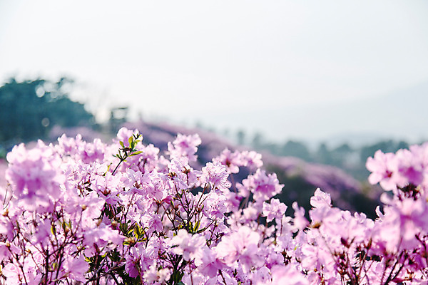 포토 JPG 주간 식물 계절 꽃 컬러 산 풍경 사람없음 야외 봄 자주색 진달래 고려산 국내포토 자연요소 인천 파일형식