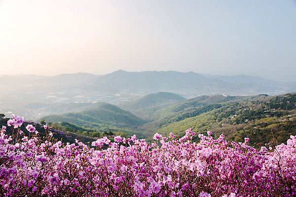 포토 JPG 주간 식물 계절 꽃 컬러 산 풍경 사람없음 야외 봄 자주색 진달래 고려산 국내포토 자연요소 인천 파일형식