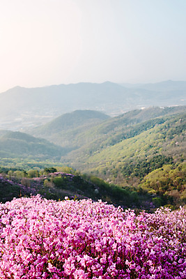 포토 JPG 주간 식물 계절 꽃 컬러 산 풍경 사람없음 야외 봄 자주색 진달래 고려산 국내포토 자연요소 인천 파일형식