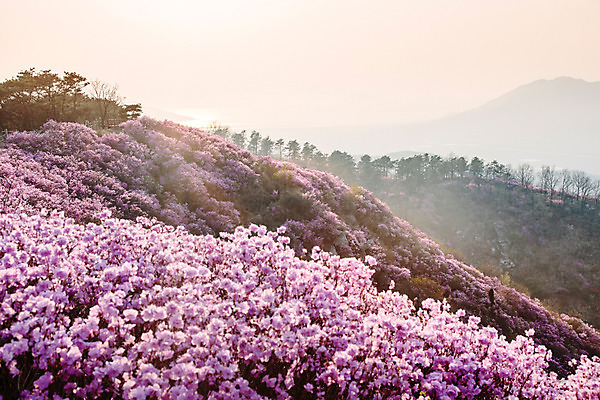 포토 JPG 주간 식물 계절 꽃 컬러 산 풍경 사람없음 야외 봄 자주색 진달래 고려산 국내포토 자연요소 인천 파일형식