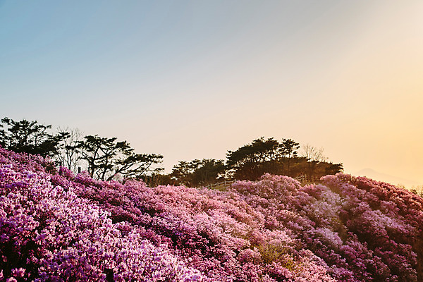 포토 JPG 주간 나무 식물 계절 꽃 컬러 산 풍경 사람없음 야외 봄 자주색 진달래 고려산 국내포토 자연요소 인천 파일형식