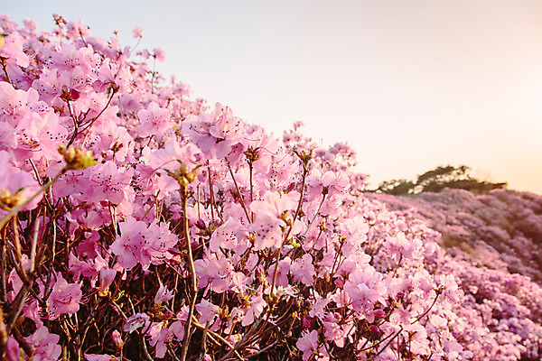 포토 JPG 주간 식물 계절 꽃 컬러 산 풍경 사람없음 야외 봄 자주색 진달래 고려산 국내포토 자연요소 인천 파일형식