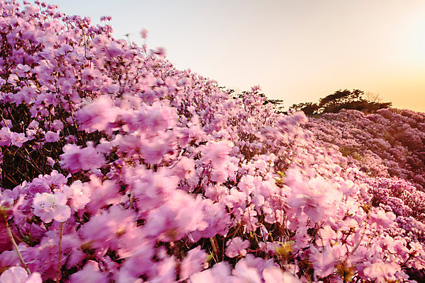 포토 JPG 주간 식물 계절 꽃 컬러 산 풍경 사람없음 야외 봄 자주색 진달래 고려산 국내포토 자연요소 인천 파일형식