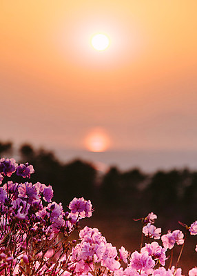 포토 JPG 주간 식물 계절 꽃 컬러 산 풍경 사람없음 야외 일몰 봄 자주색 진달래 고려산 국내포토 자연요소 노을 인천 파일형식