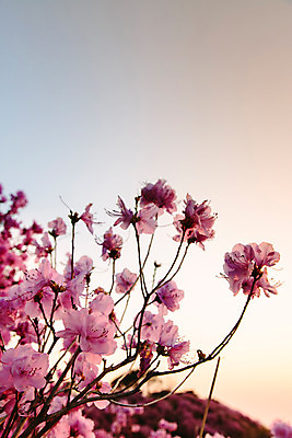 포토 JPG 주간 식물 계절 꽃 컬러 산 풍경 사람없음 야외 일몰 봄 자주색 진달래 고려산 국내포토 자연요소 노을 인천 파일형식