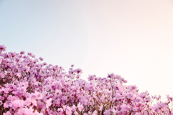 포토 JPG 주간 식물 계절 꽃 컬러 산 풍경 사람없음 야외 일몰 봄 자주색 진달래 고려산 국내포토 자연요소 노을 인천 파일형식