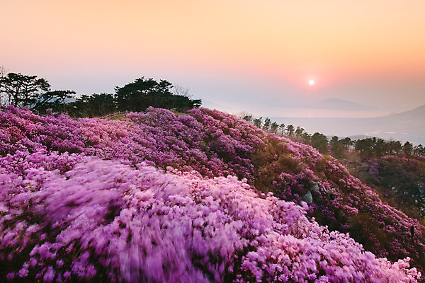 포토 JPG 주간 식물 계절 꽃 컬러 배경화면 산 풍경 사람없음 야외 일몰 봄 자주색 진달래 고려산 국내포토 자연요소 노을 인천 파일형식