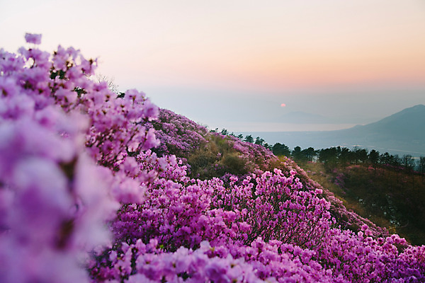 포토 JPG 주간 식물 계절 꽃 컬러 배경화면 산 풍경 사람없음 야외 일몰 봄 자주색 진달래 고려산 국내포토 자연요소 노을 인천 파일형식