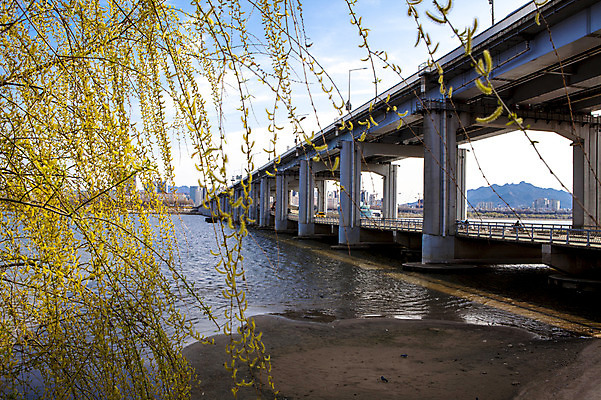 포토 JPG 주간 나무 식물 구름 하늘 서울 한국 풍경 사람없음 야외 버드나무 한강 반포대교 가교 국내포토 자연요소 건축물 아시아 다리_건축물 랜드마크 파일형식