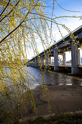 포토 JPG 주간 나무 식물 구름 하늘 서울 한국 풍경 사람없음 야외 강 버드나무 한강 고수부지 반포대교 가교 국내포토 자연요소 건축물 아시아 다리_건축물 랜드마크 파일형식