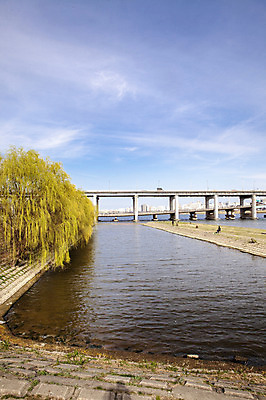 포토 JPG 주간 나무 식물 구름 하늘 서울 한국 풍경 사람없음 야외 버드나무 한강 고수부지 반포대교 가교 국내포토 자연요소 건축물 아시아 다리_건축물 랜드마크 파일형식