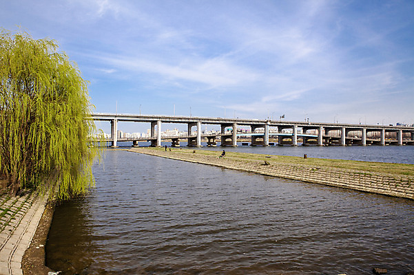 포토 JPG 주간 나무 식물 구름 하늘 서울 한국 풍경 사람없음 야외 버드나무 한강 고수부지 반포대교 가교 국내포토 자연요소 건축물 아시아 다리_건축물 랜드마크 파일형식