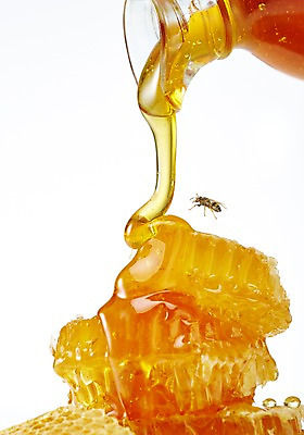 포토 JPG 스튜디오촬영 음식 곤충 백그라운드 유리병 실내 사람없음 꿀벌 벌 꿀 벌집 꿀단지 벌꿀 국내포토 동물 병_용기 내부 벌_곤충 파일형식