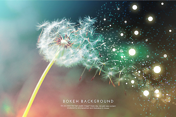 PSD 식물 편집이미지 백그라운드 포토일러 날리기 사람없음 원형 민들레 보케 민들레홀씨 이미지편집 도형 꽃 모션 파일형식