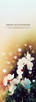 PSD 편집이미지 꽃 백그라운드 포토일러 사람없음 벚꽃 하트 보케 그라데이션 블러 이미지편집 모양 식물 파일형식