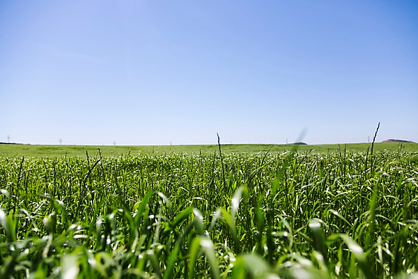 포토 JPG 주간 식물 자연 하늘 한국 풍경 초원 사람없음 야외 제주도 풀 국내포토 자연요소 아시아 생태계 파일형식