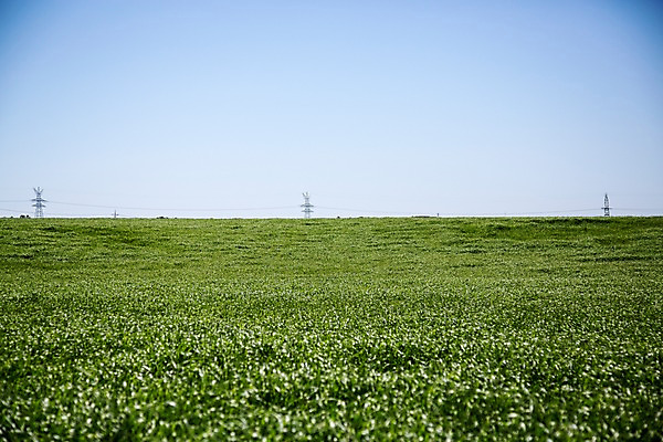 포토 JPG 주간 식물 자연 하늘 한국 풍경 잔디 초원 사람없음 야외 제주도 풀 국내포토 자연요소 아시아 생태계 파일형식
