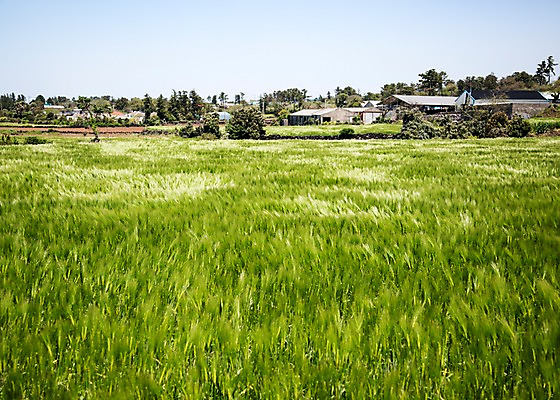 포토 JPG 주간 식물 밭 자연 한국 풍경 사람없음 야외 제주도 풀 청보리 청보리밭 국내포토 자연요소 아시아 농업 생태계 보리 파일형식