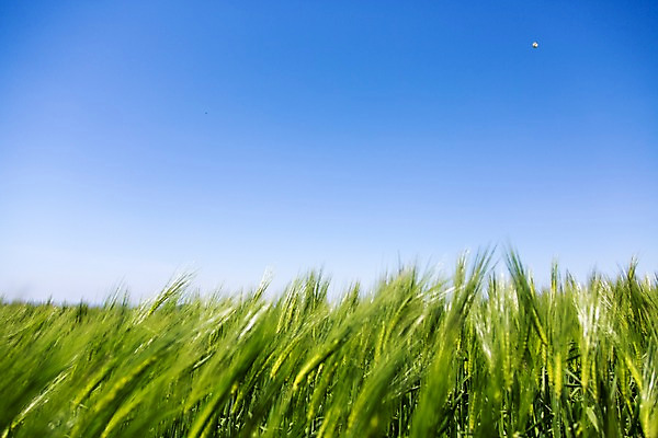 포토 JPG 주간 식물 밭 자연 하늘 한국 풍경 사람없음 야외 제주도 청보리 청보리밭 국내포토 자연요소 아시아 농업 생태계 보리 파일형식