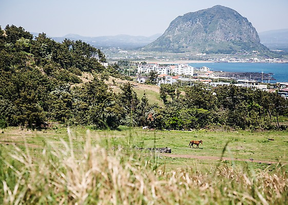 포토 JPG 주간 나무 식물 자연 한국 풍경 잔디 사람없음 야외 제주도 말_동물 풀 산방산 국내포토 자연요소 아시아 포유류 산 생태계 파일형식