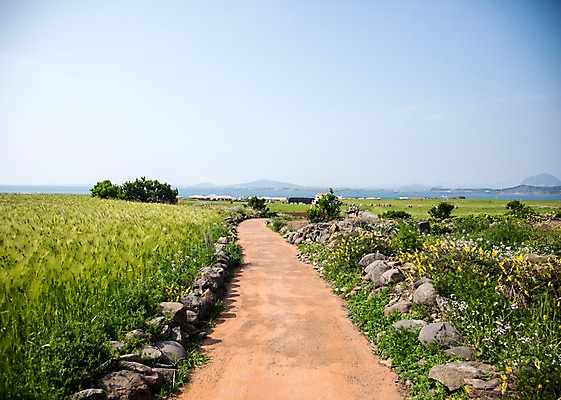 포토 JPG 주간 식물 꽃 자연 하늘 한국 풍경 사람없음 야외 제주도 풀 가파도 국내포토 자연요소 아시아 섬 생태계 파일형식