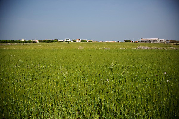 포토 JPG 주간 식물 밭 자연 하늘 한국 풍경 사람없음 야외 제주도 풀 청보리 청보리밭 국내포토 자연요소 아시아 농업 생태계 보리 파일형식