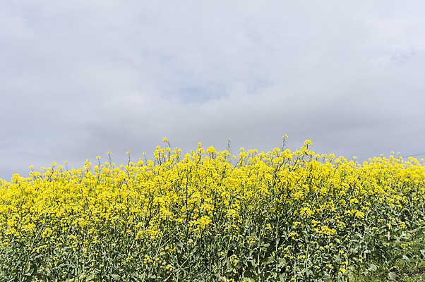 포토 JPG 주간 식물 구름 꽃 자연 하늘 한국 풍경 사람없음 야외 제주도 유채 국내포토 자연요소 아시아 생태계 파일형식
