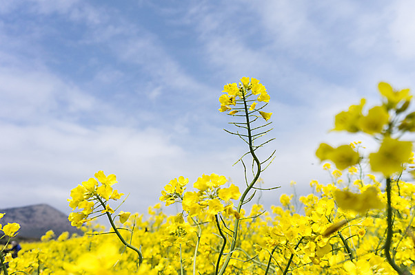 포토 JPG 주간 식물 구름 꽃 자연 하늘 한국 풍경 사람없음 야외 제주도 유채 국내포토 자연요소 아시아 생태계 파일형식