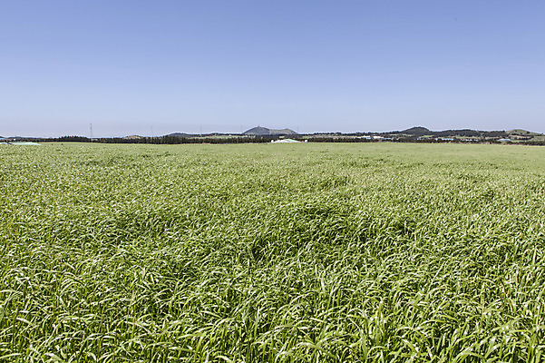 포토 JPG 주간 식물 자연 하늘 한국 풍경 초원 사람없음 야외 제주도 풀 국내포토 자연요소 아시아 생태계 파일형식