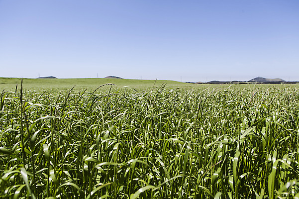 포토 JPG 주간 식물 자연 한국 풍경 초원 사람없음 야외 제주도 풀 국내포토 자연요소 아시아 생태계 파일형식
