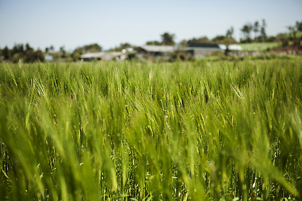 포토 JPG 주간 식물 밭 자연 한국 풍경 사람없음 야외 제주도 풀 청보리 청보리밭 국내포토 자연요소 아시아 농업 생태계 보리 파일형식
