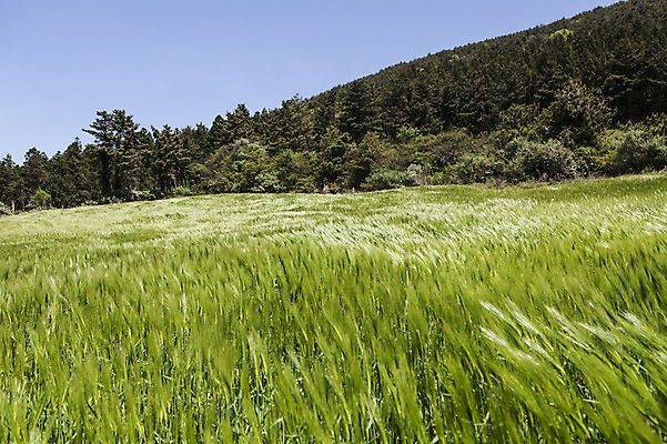 포토 JPG 주간 식물 밭 자연 한국 풍경 사람없음 야외 제주도 풀 청보리 청보리밭 국내포토 자연요소 아시아 농업 생태계 보리 파일형식
