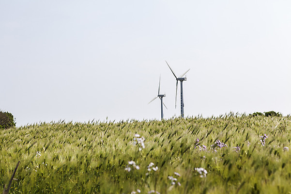 포토 JPG 주간 식물 밭 자연 하늘 한국 풍경 사람없음 야외 제주도 풀 풍력에너지 가파도 청보리 청보리밭 국내포토 자연요소 아시아 섬 농업 그린에너지 생태계 보리 파일형식