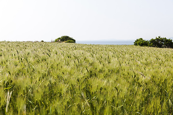 포토 JPG 주간 식물 밭 자연 하늘 한국 풍경 사람없음 야외 제주도 풀 가파도 청보리 청보리밭 국내포토 자연요소 아시아 섬 농업 생태계 보리 파일형식