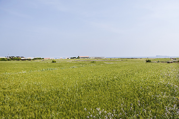 포토 JPG 주간 식물 밭 자연 하늘 한국 풍경 사람없음 야외 제주도 풀 청보리 청보리밭 국내포토 자연요소 아시아 농업 생태계 보리 파일형식
