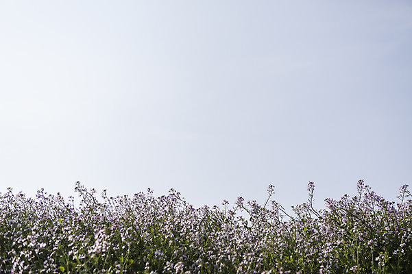포토 JPG 주간 식물 꽃 자연 하늘 한국 풍경 사람없음 야외 제주도 들꽃 국내포토 자연요소 아시아 생태계 파일형식