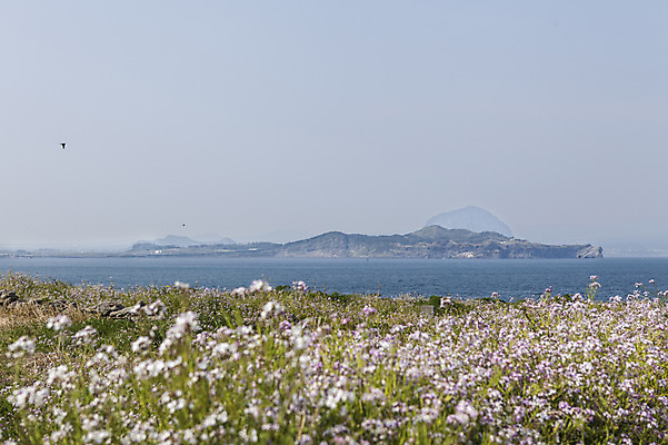 포토 JPG 주간 꽃 바다 자연 하늘 한국 풍경 사람없음 야외 제주도 들꽃 국내포토 자연요소 식물 아시아 생태계 파일형식