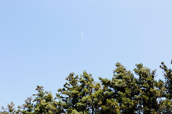 포토 JPG 주간 나무 식물 자연 하늘 한국 풍경 사람없음 야외 제주도 국내포토 자연요소 아시아 생태계 파일형식