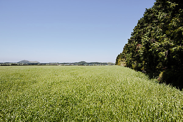 포토 JPG 주간 나무 식물 자연 하늘 한국 풍경 초원 사람없음 야외 제주도 풀 국내포토 자연요소 아시아 생태계 파일형식