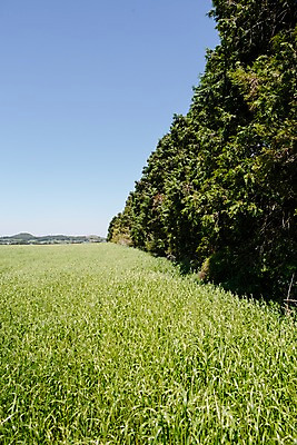 포토 JPG 주간 나무 식물 자연 하늘 한국 풍경 사람없음 야외 제주도 풀 국내포토 자연요소 아시아 생태계 파일형식